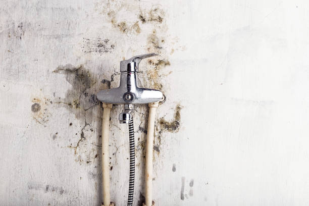 Reliable Bells, TX Mold Remediation Solutions