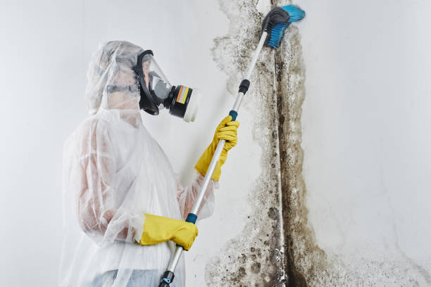 Best Residential Mold Remediation in Bells, TX