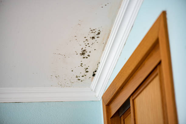 Best Crawl Space Mold Remediation in Bells, TX