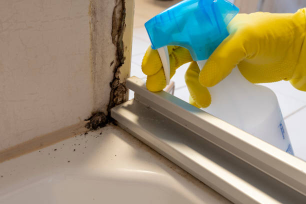 Best White Mold Remediation in Bells, TX
