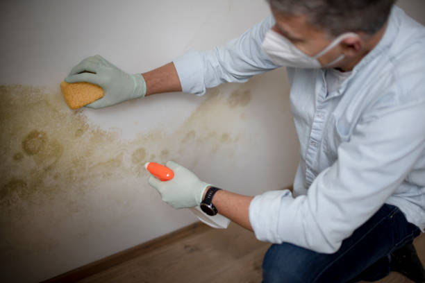 Best Residential Mold Remediation in Bells, TX