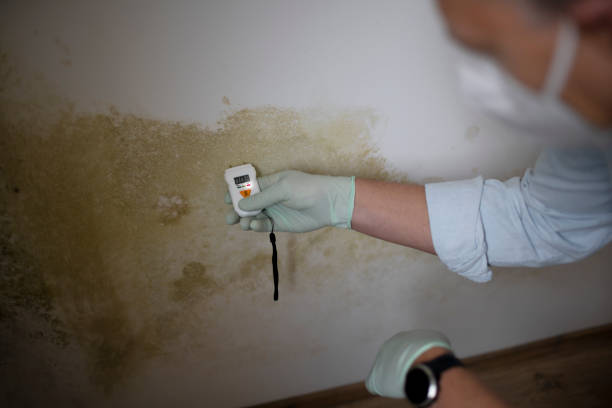 Best Bathroom Mold Remediation in Bells, TX