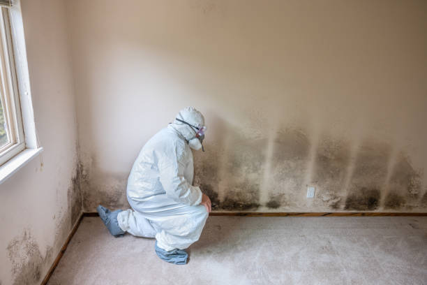 Best Attic Mold Remediation in Bells, TX