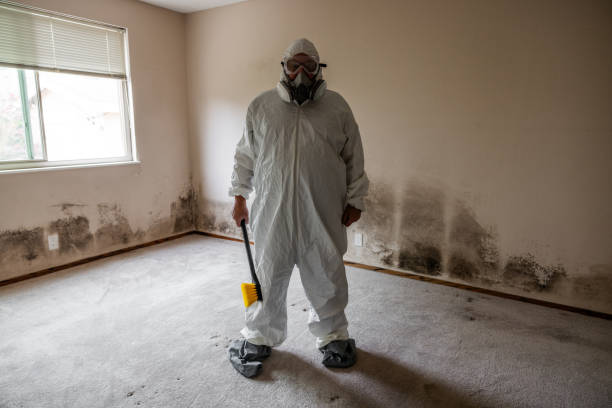 Best Attic Mold Remediation in Bells, TX