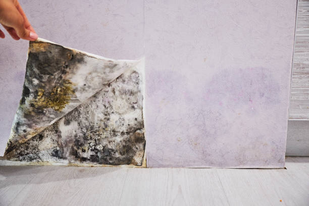 Best Health and Safety Mold Remediation in Bells, TX